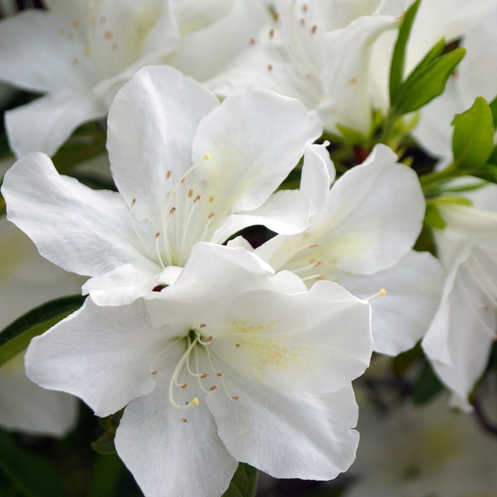 Azalea 'Palestrina' - Azalea palestrina - Bakker