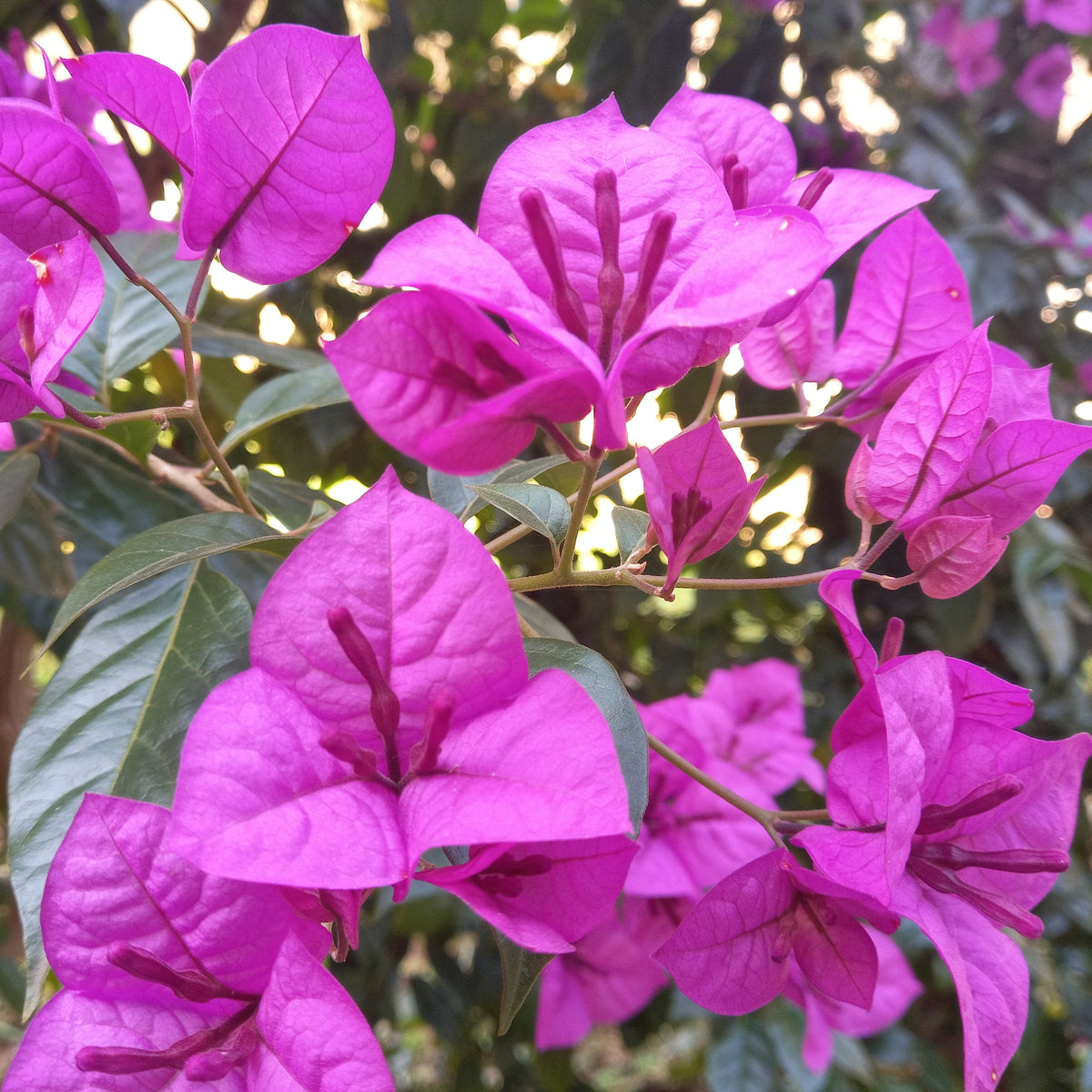 Bougainville 'Violet de Mèze' - Bougainvillea Violet de Mèze - Bakker