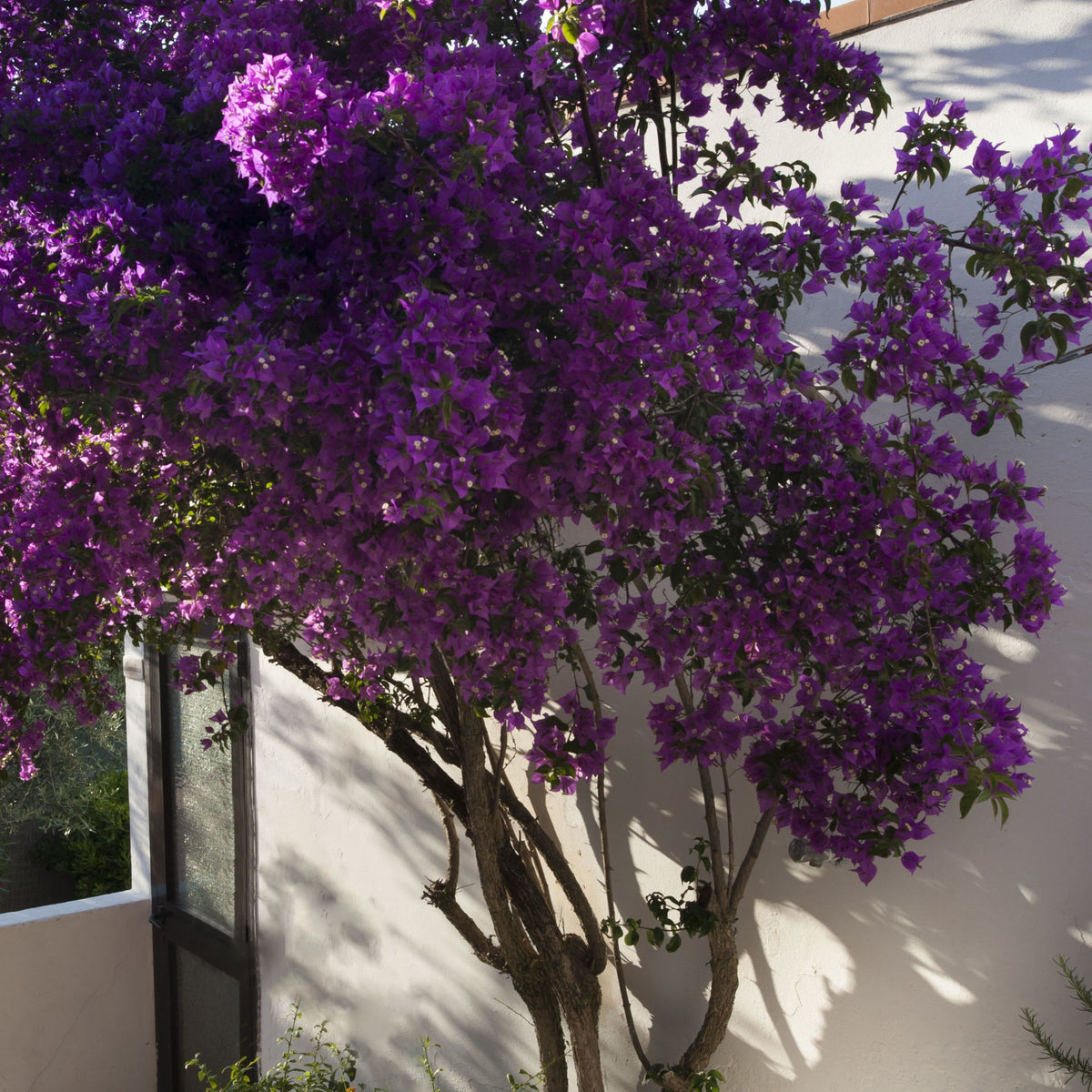 Bougainville - Bougainville 'Violet de Mèze' - Bougainvillea Violet de Mèze