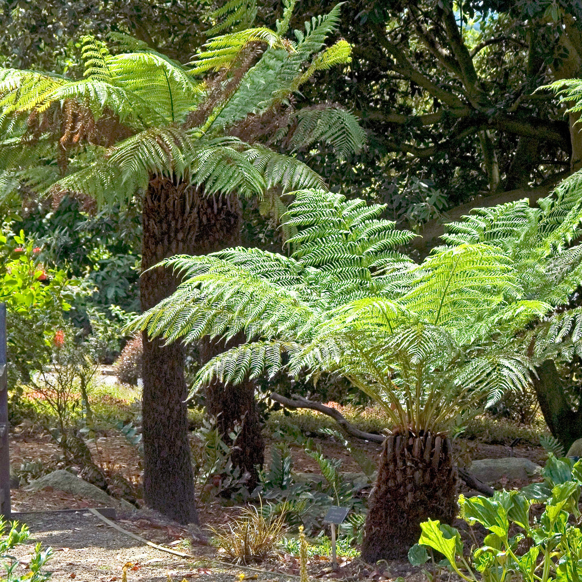 Dicksonia antarctica - Tasmaanse boomvaren - Varens