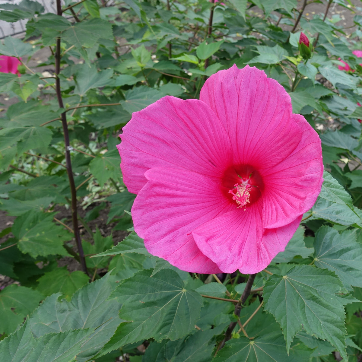 Grootbloemige altheastruik 'Extreme Magenta'® - Hibiscus moscheutos Extreme Magenta - Bakker