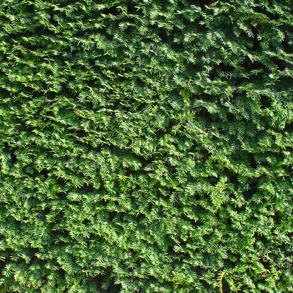 Venijnboom - Taxus baccata - Bakker