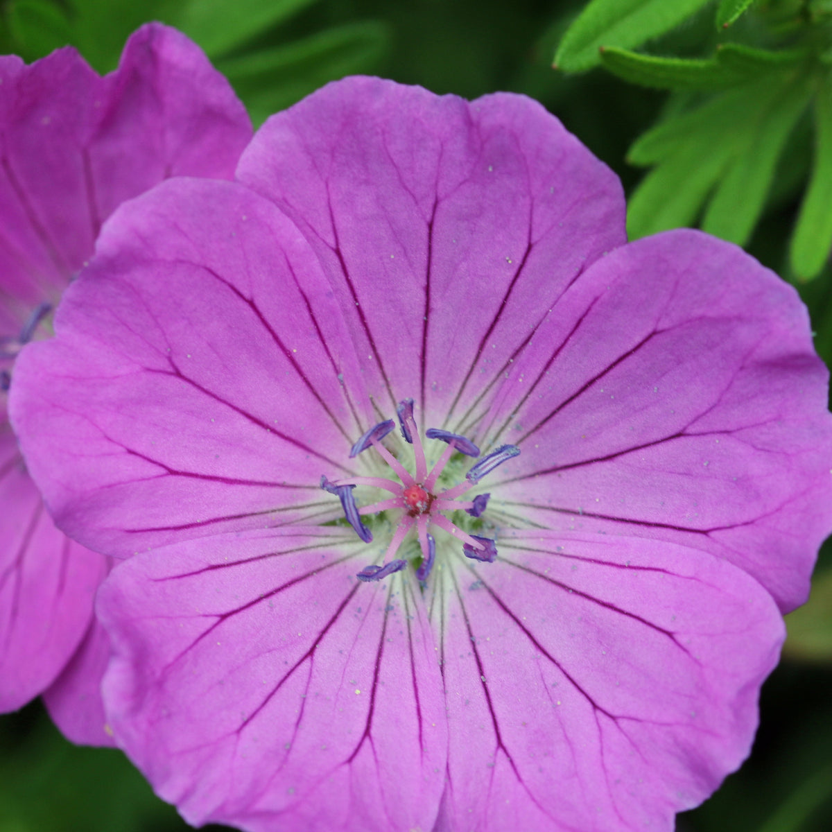 Geraniums - Winterharde geranium Mix 'Katharine Adèle' + hymalayense (x9) - Geranium oxonianum katharine adèle , himalayense,