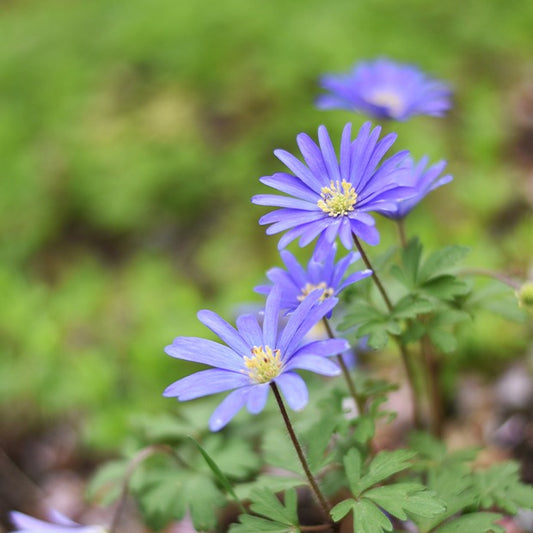 Anemone Blanda Blauw (x30) - Bakker