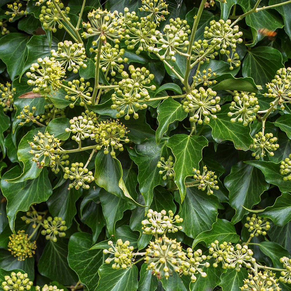 Struik klimop - Hedera helix arborescens - Bakker