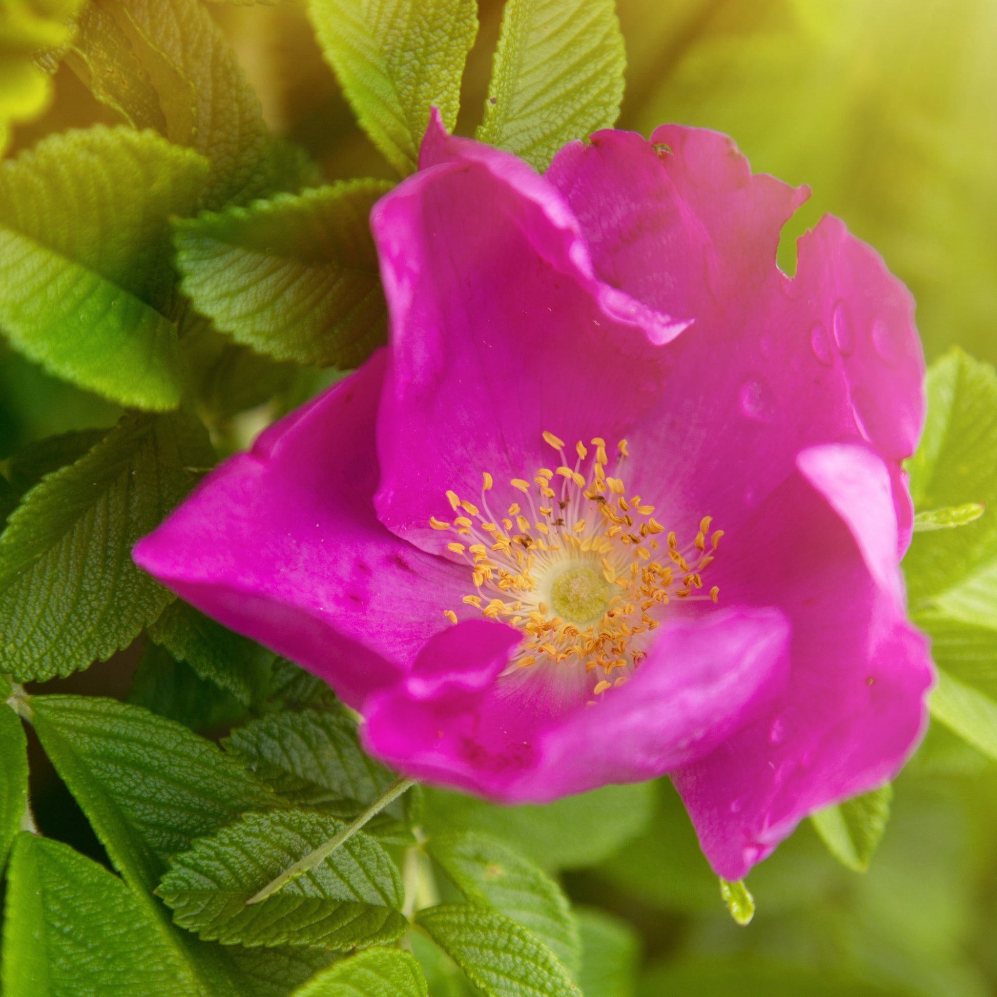 Rozen - Wilde roos 'Rubra' - Rosa rugosa rubra