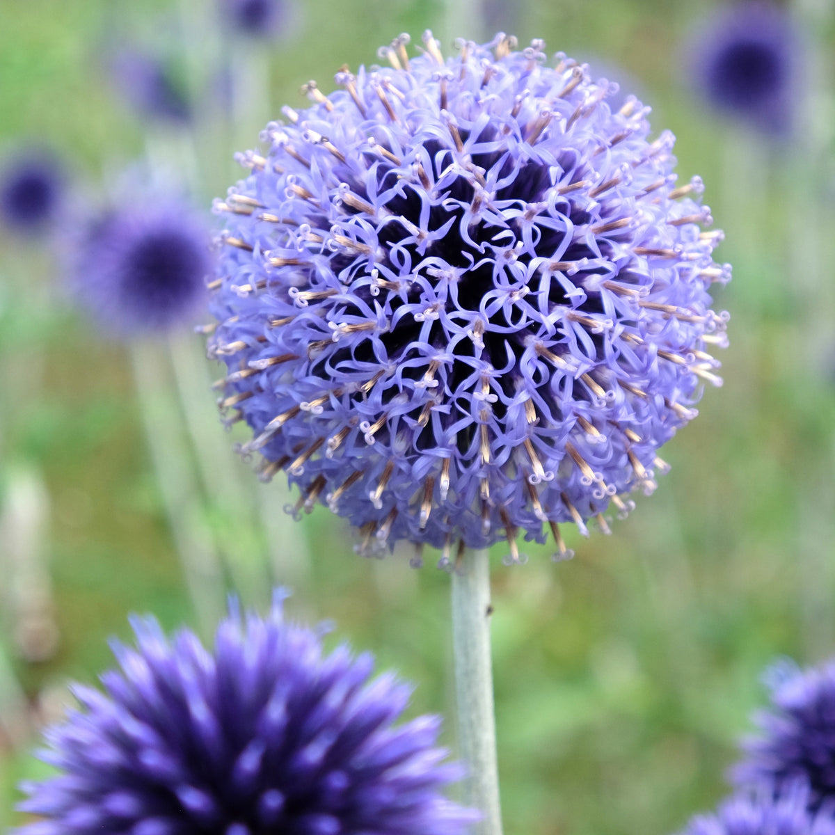 Kogeldistel Vetritch Blue - Bakker