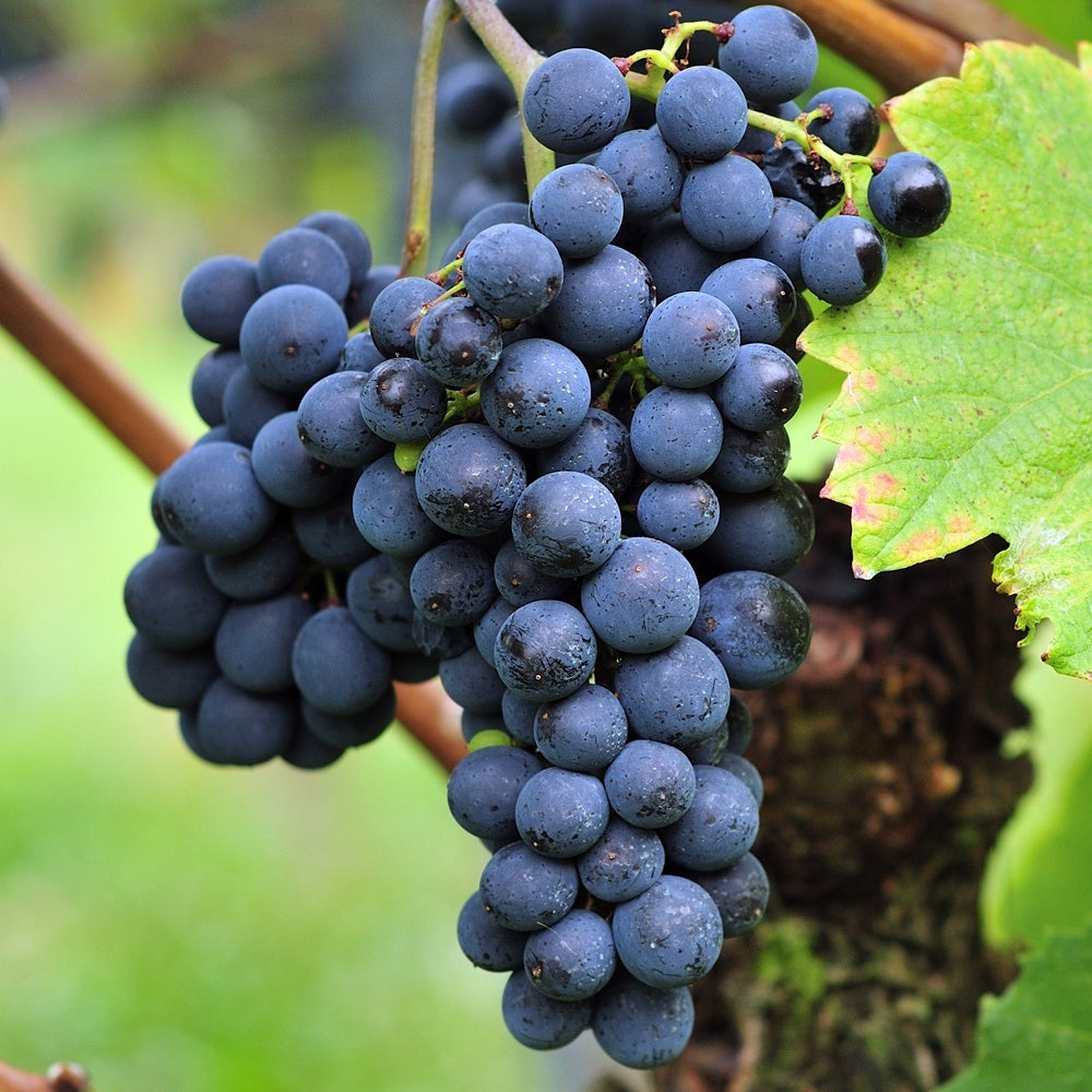 Blauwe druif 'Triomphe d'Alsace' - Vitis Triomphe d'Alsace