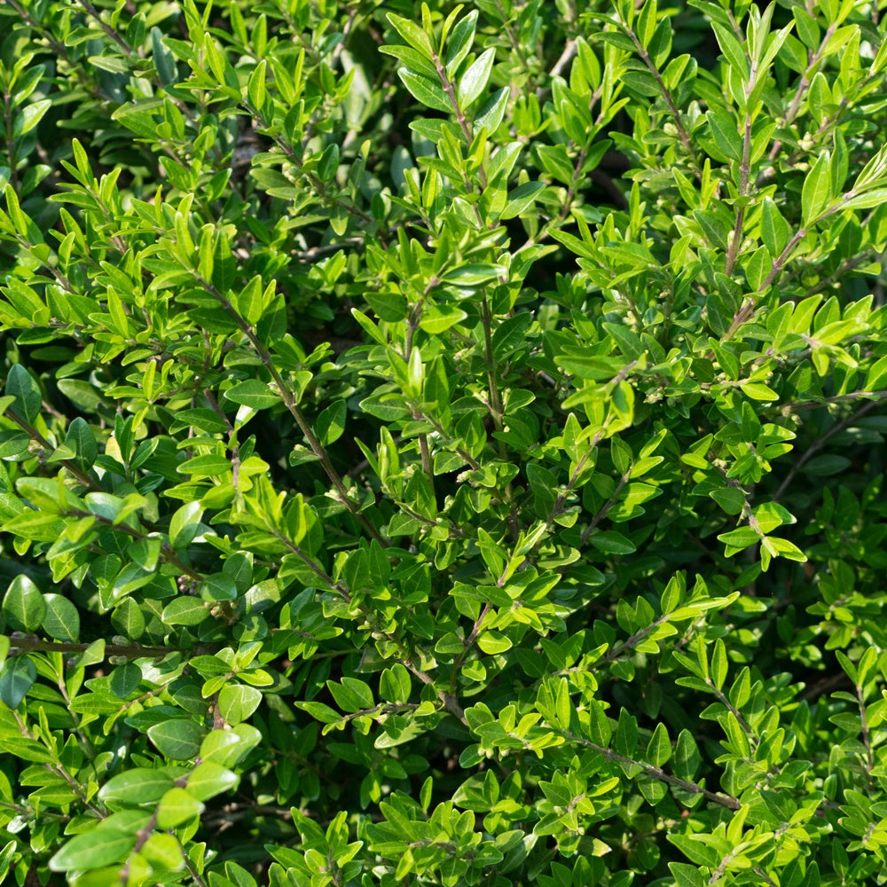 Wintergroene planten - Struikkamperfoelie - Lonicera pileata