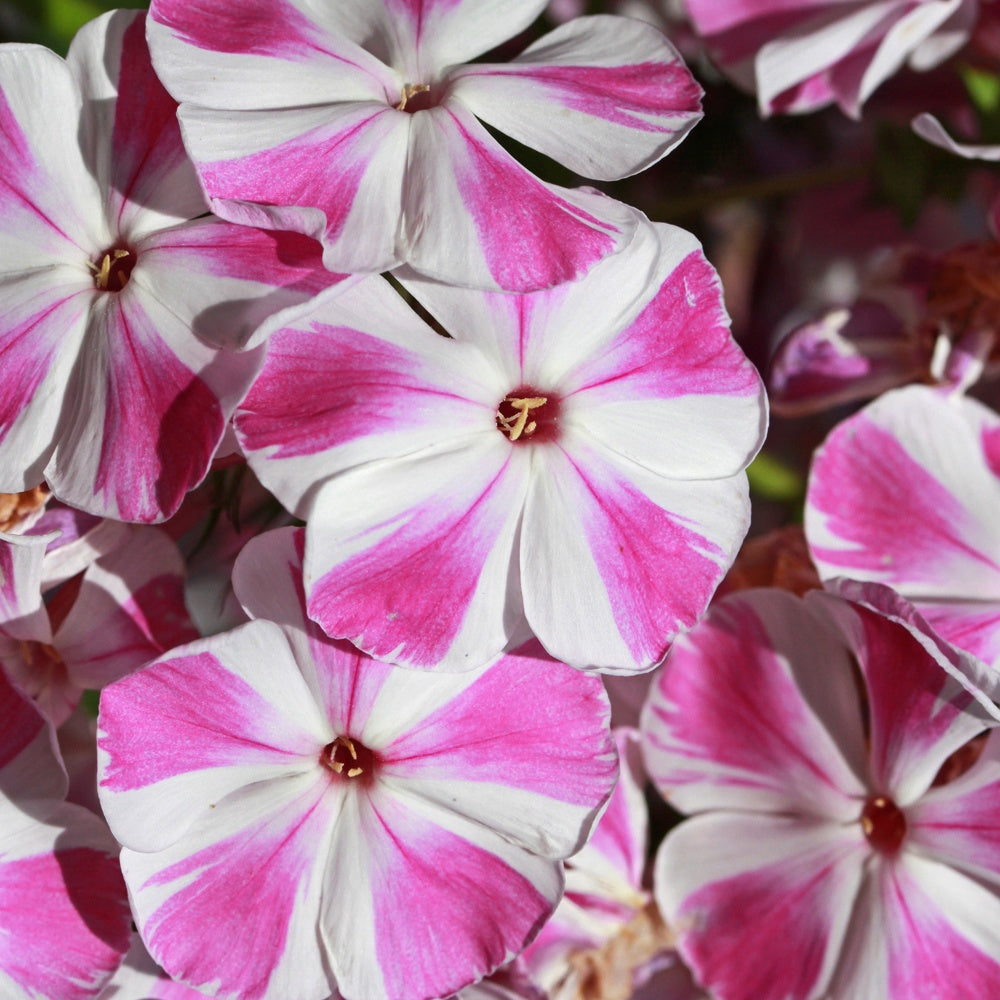 Vlambloem 'Bambini® Crush' - Phlox paniculata Bambini ® Candy Crush - Bakker