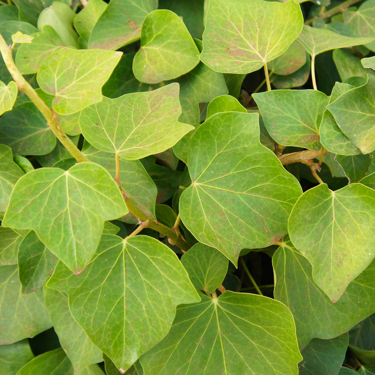 Klimop 'Alger' - Hedera algeriensis Alger - Bakker