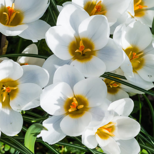 Crocussen Ard Schenk - Bakker