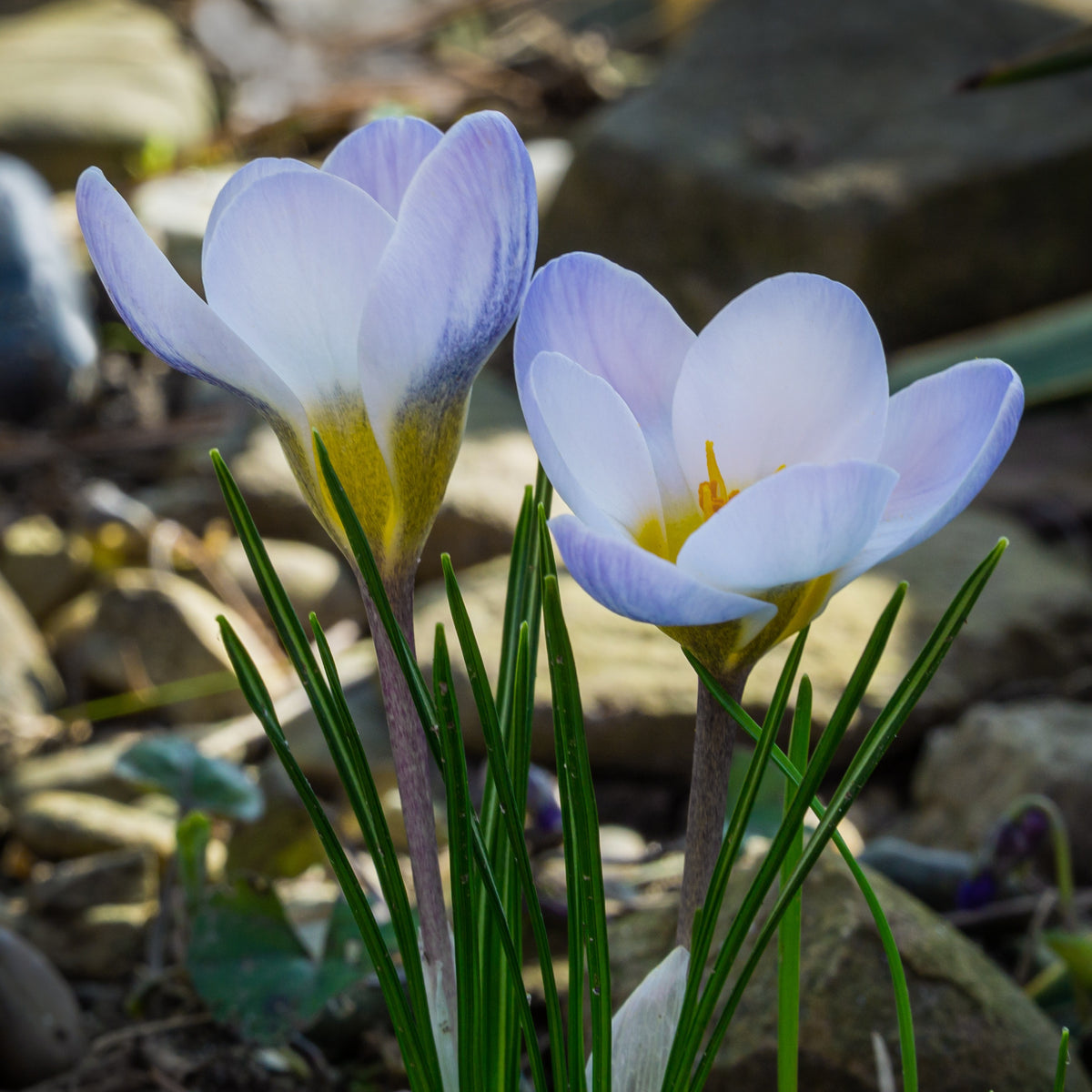 Crocussen Blue Pearl - Crocus biflorus 'Blue Pearl' - Bakker
