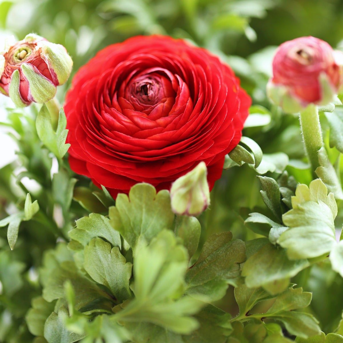 Rode Ranonkels - Ranunculus red - Bakker
