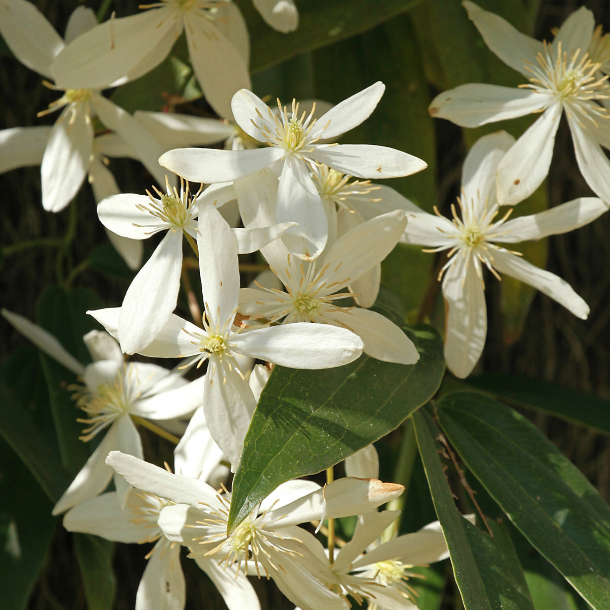 Bosrank 'Little White Charm' - Bakker