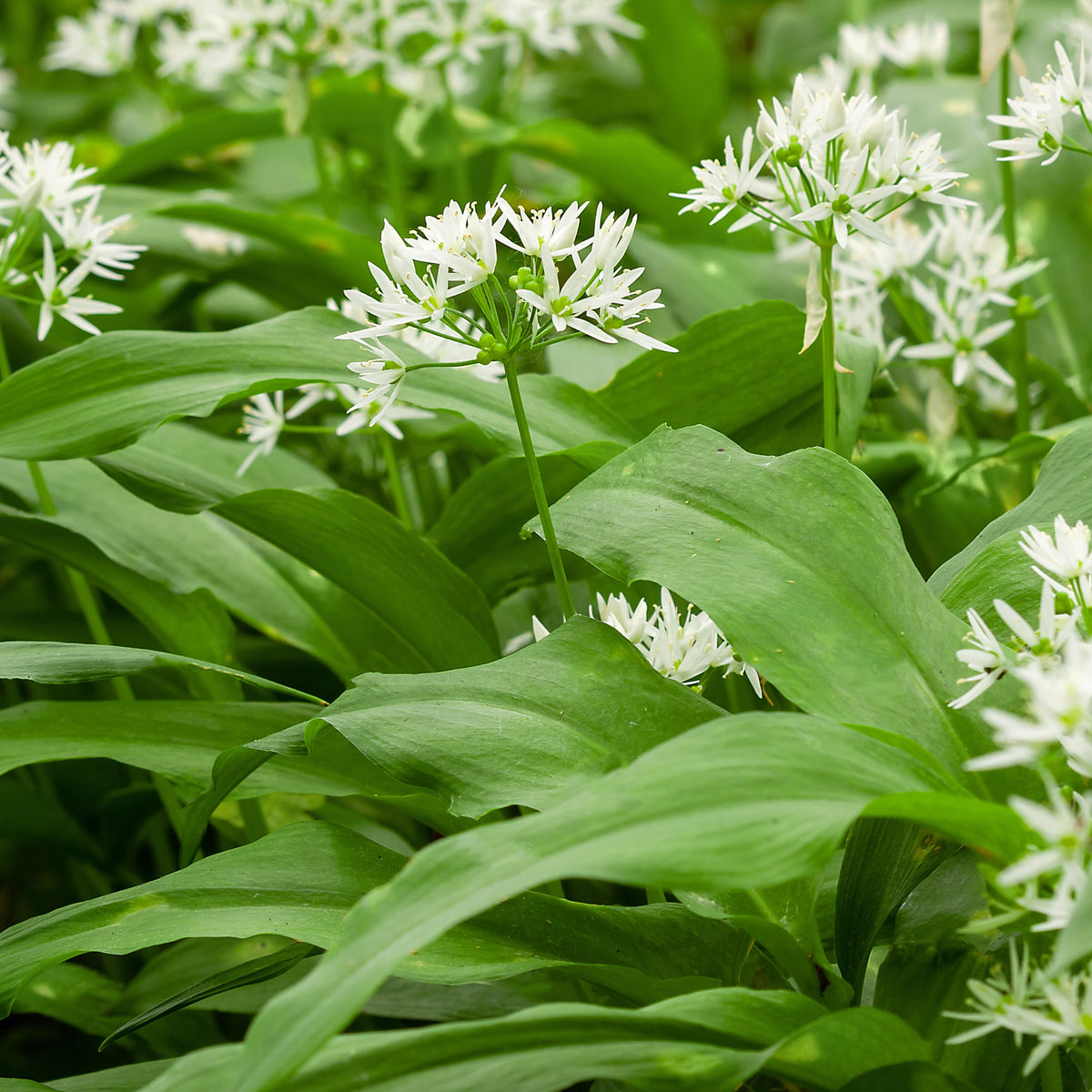 Artisjok - Wilde knoflook - Allium ursinum