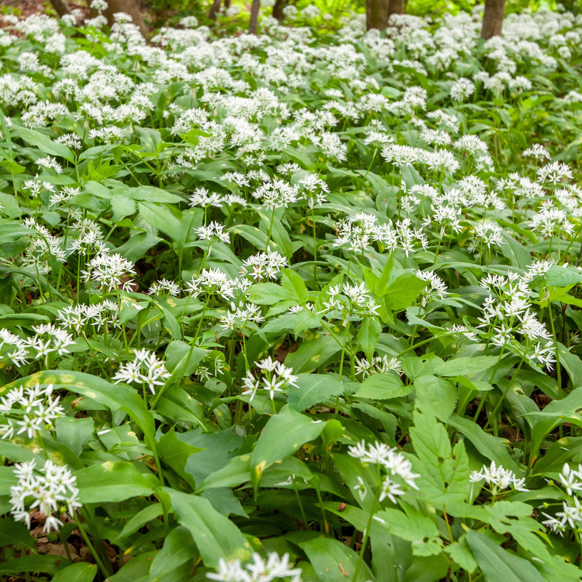 Allium ursinum - Wilde knoflook - Artisjok