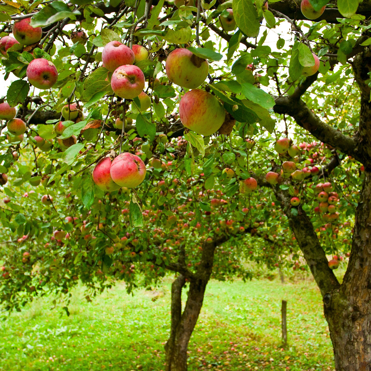 Appelboom 'Jonagold' - Malus domestica jonagold - Bakker