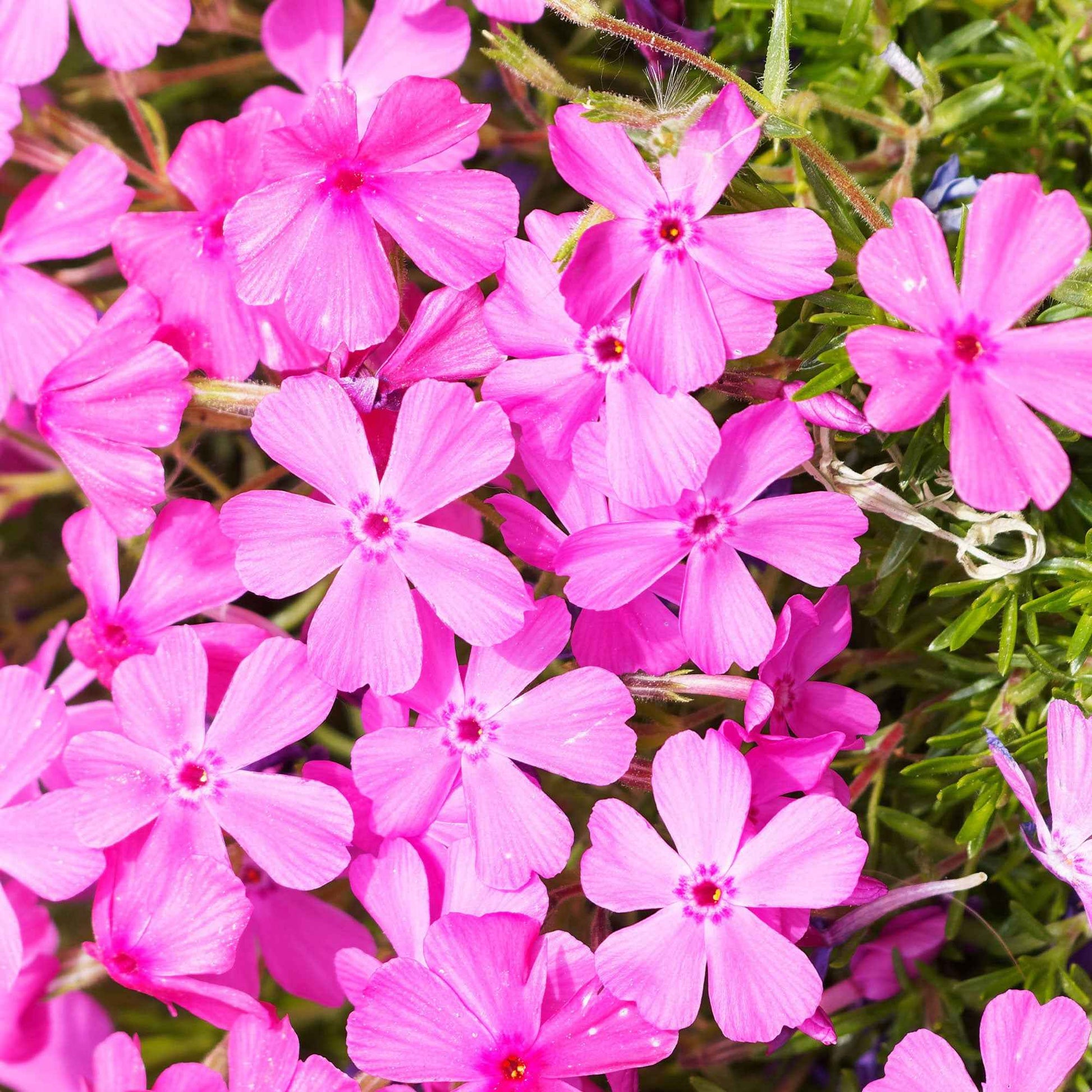 Kruipphlox (x3) - Phlox subulata McDaniel's Cushion - Bakker