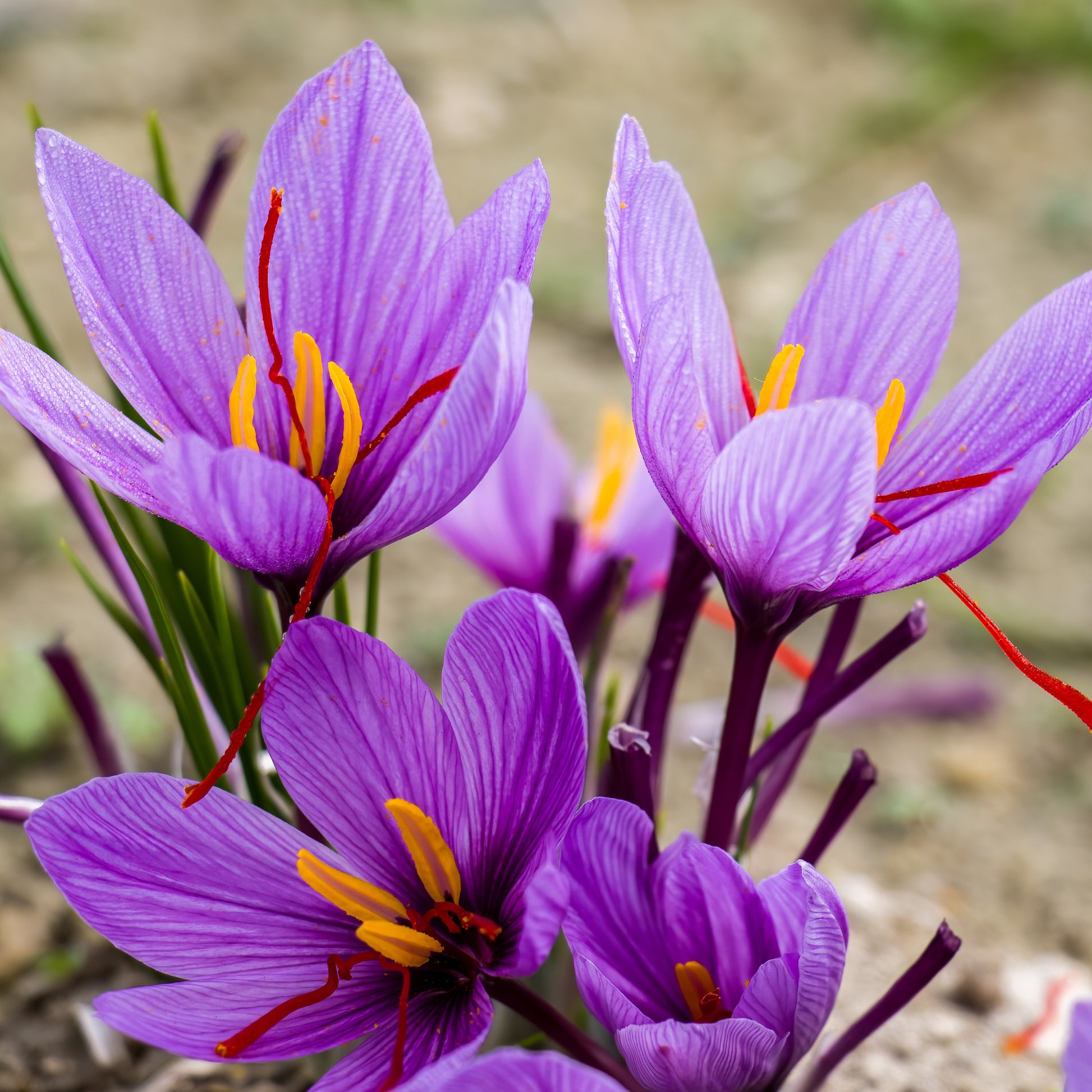 Saffraankrokus (x10) - Crocus sativus - Bakker
