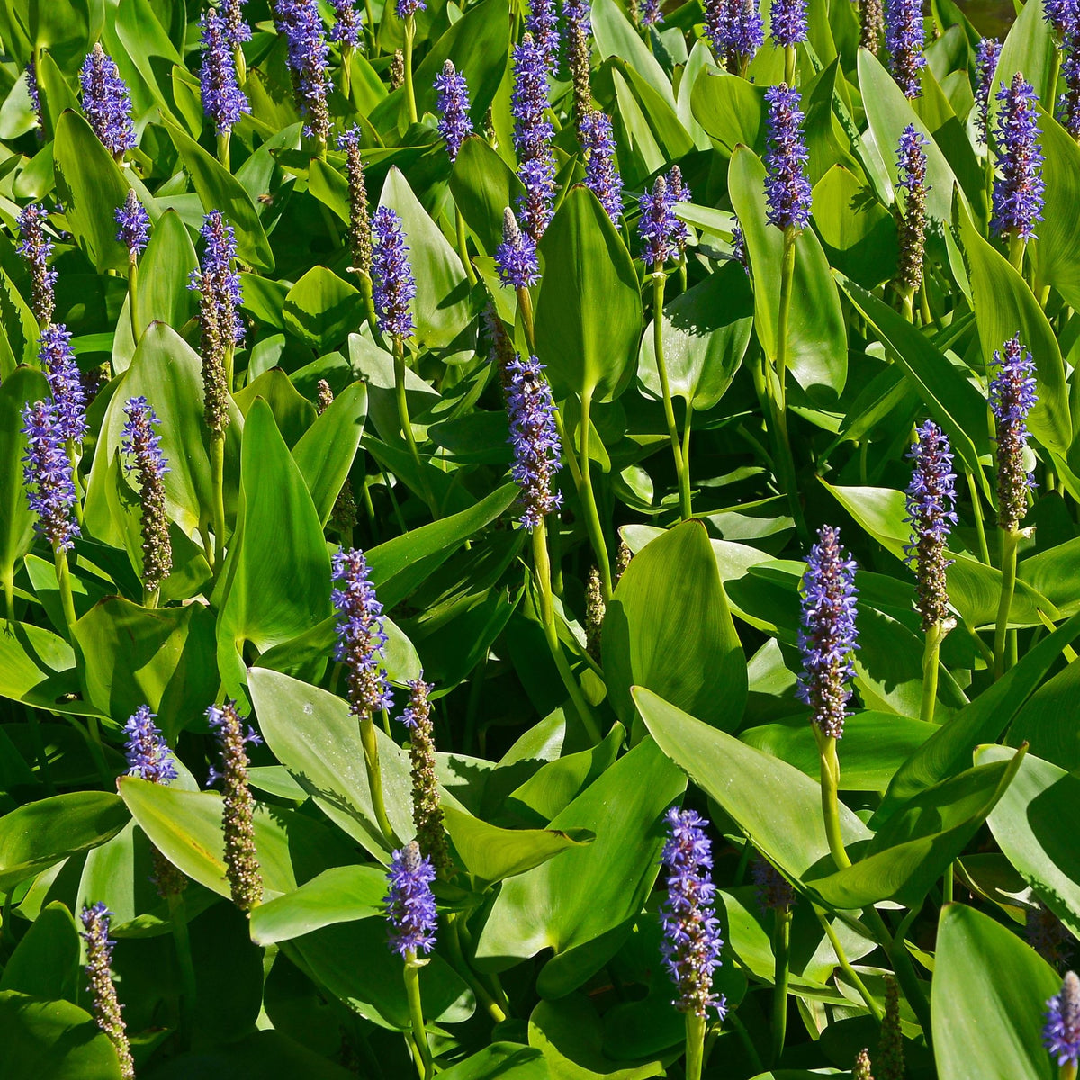 Pontederia cordata - Bakker Hartbladige Pontedera - Alle vijverplanten