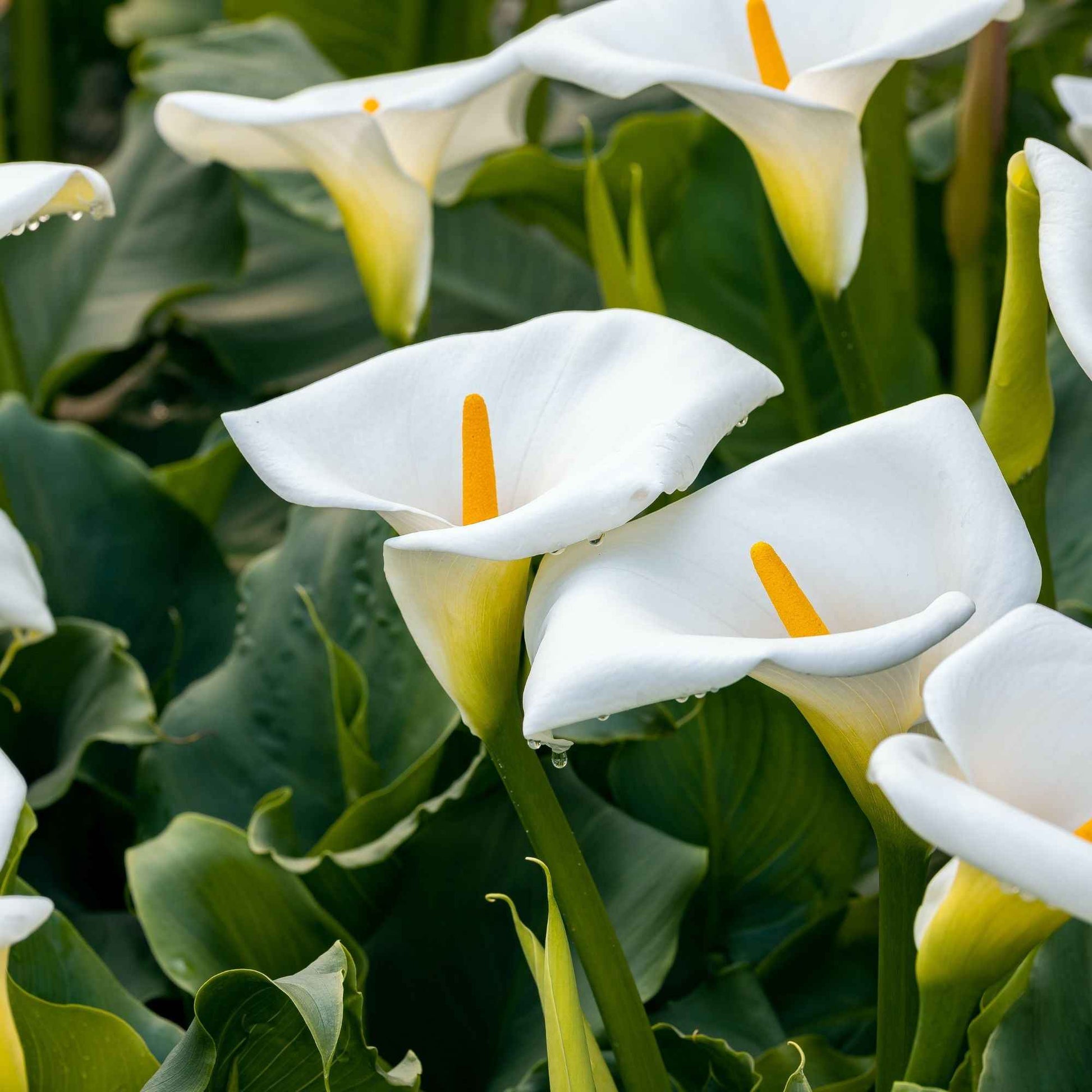 Moerasaronskelk (x2) - Zantedeschia aethiopica - Bakker
