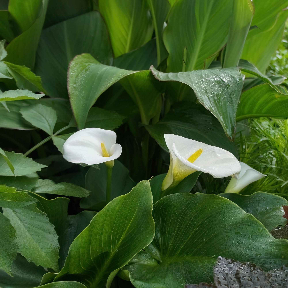 Zantedeschia aethiopica - Moerasaronskelk (x2) - Aronskelk