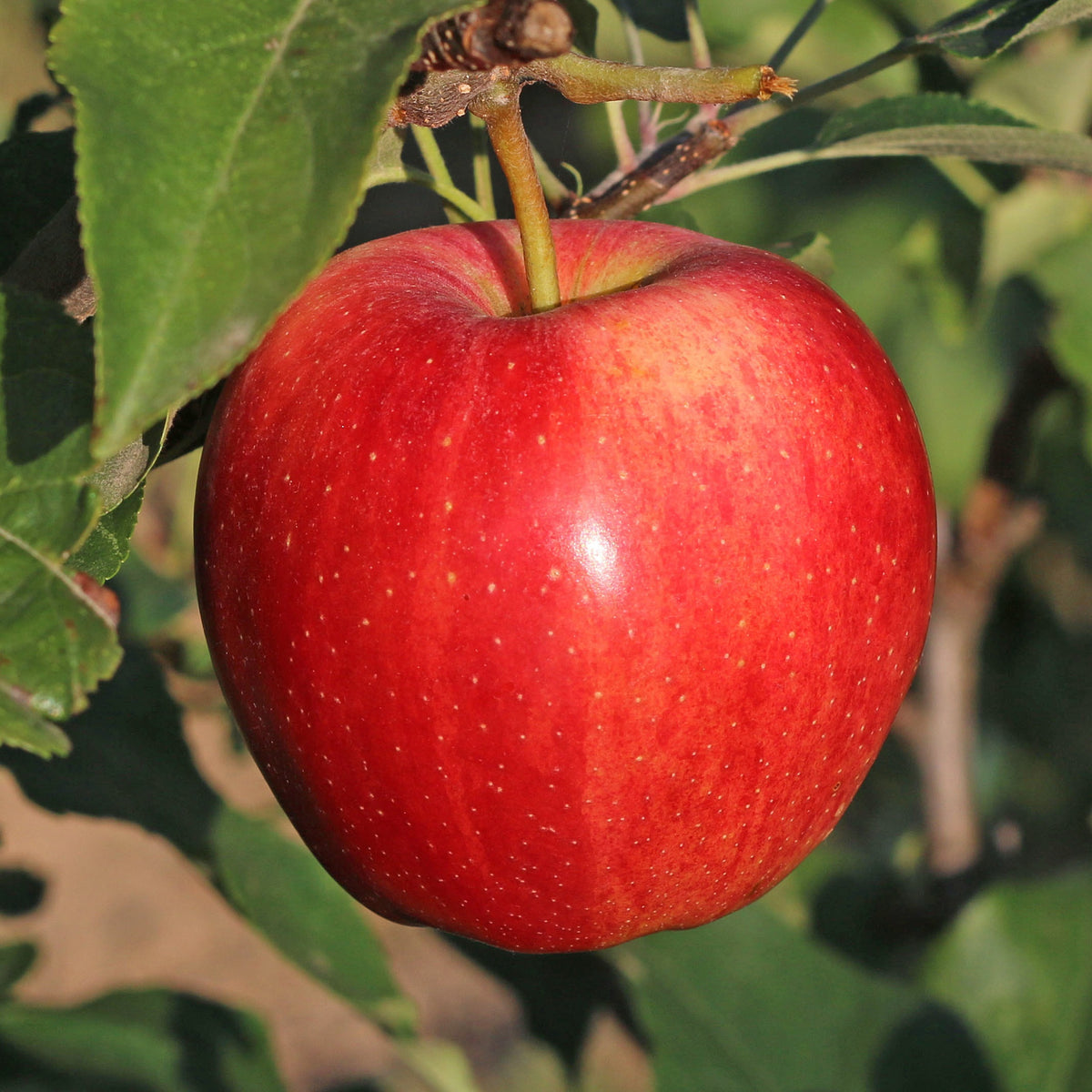 Malus domestica Gala - Appelboom 'Gala' - Appelbomen