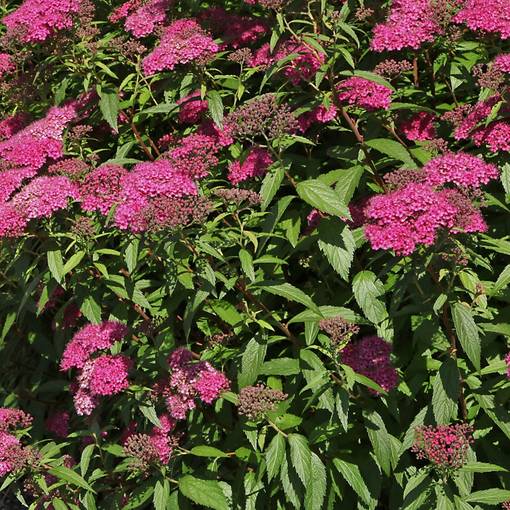 Japanse spierstruik 'Anthony Waterer' - Spiraea japonica Anthony Waterer - Bakker
