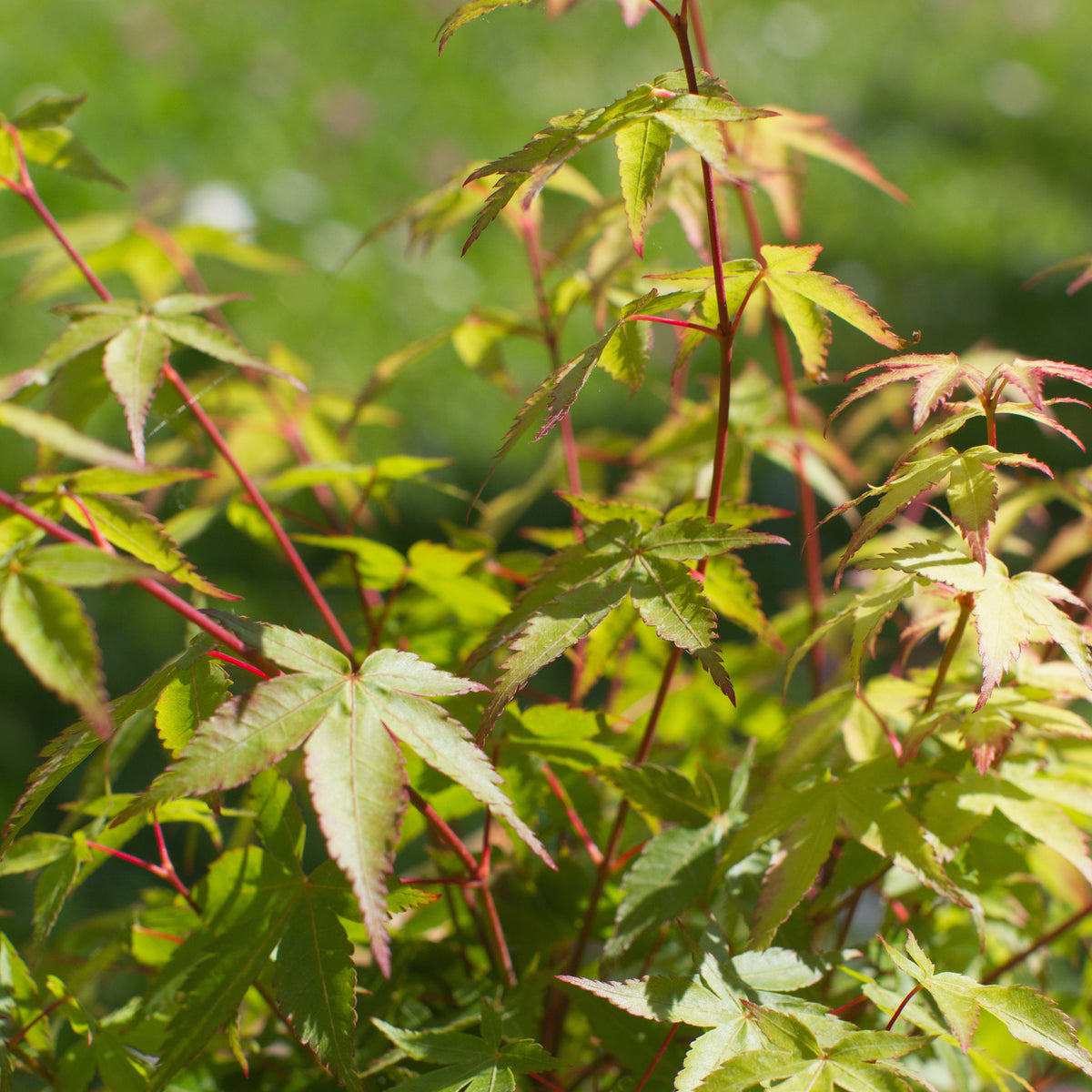 Japanse esdoorn - Japanse esdoorn 'Little Princess' - Acer palmatum little princess