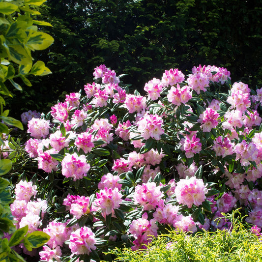 Rhododendron 'Nova Zembla' - Bakker
