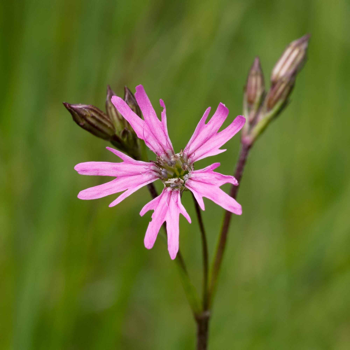 Echte koekoeksbloem (x3) - Lychnis flos-cuculi - Bakker