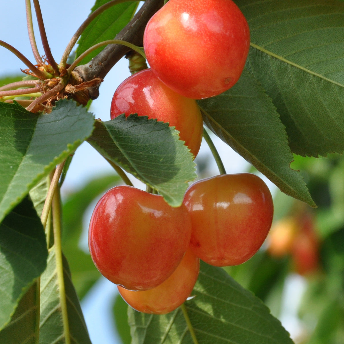 Kersenboom 'Bigarreau Napoléon' - Prunus avium bigarreau Napoléon - Bakker