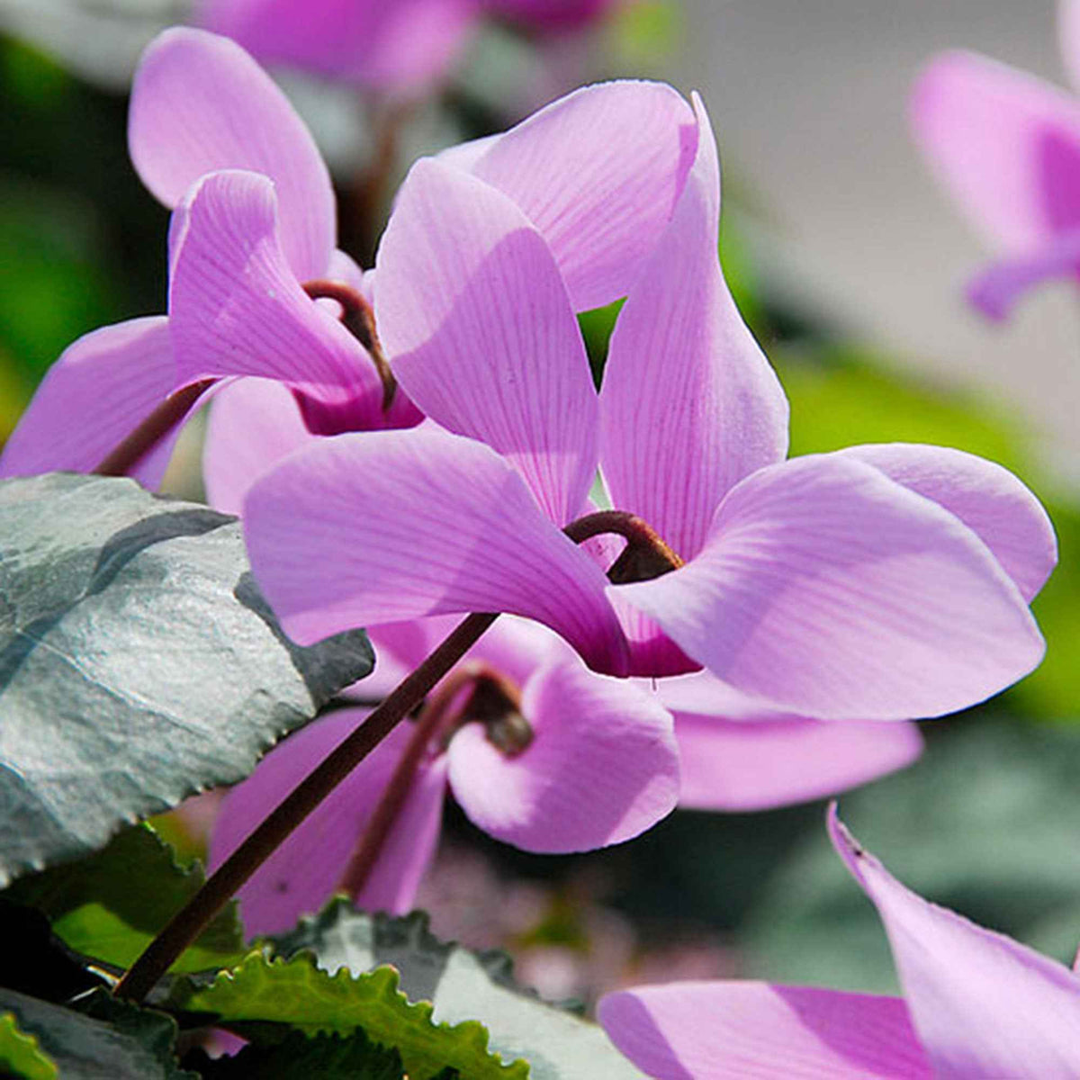 Tuincyclaam (x3) - Cyclamen hederifolium - Bakker