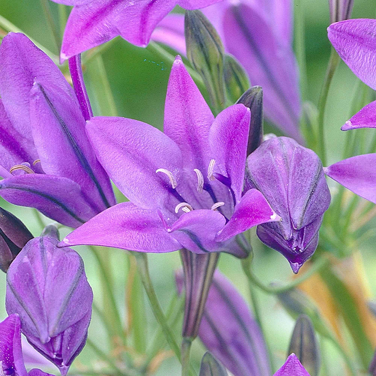 Triteleia 'Queen Fabiola' (x100) - Triteleia ixioides 'queen fabiola' - Bakker