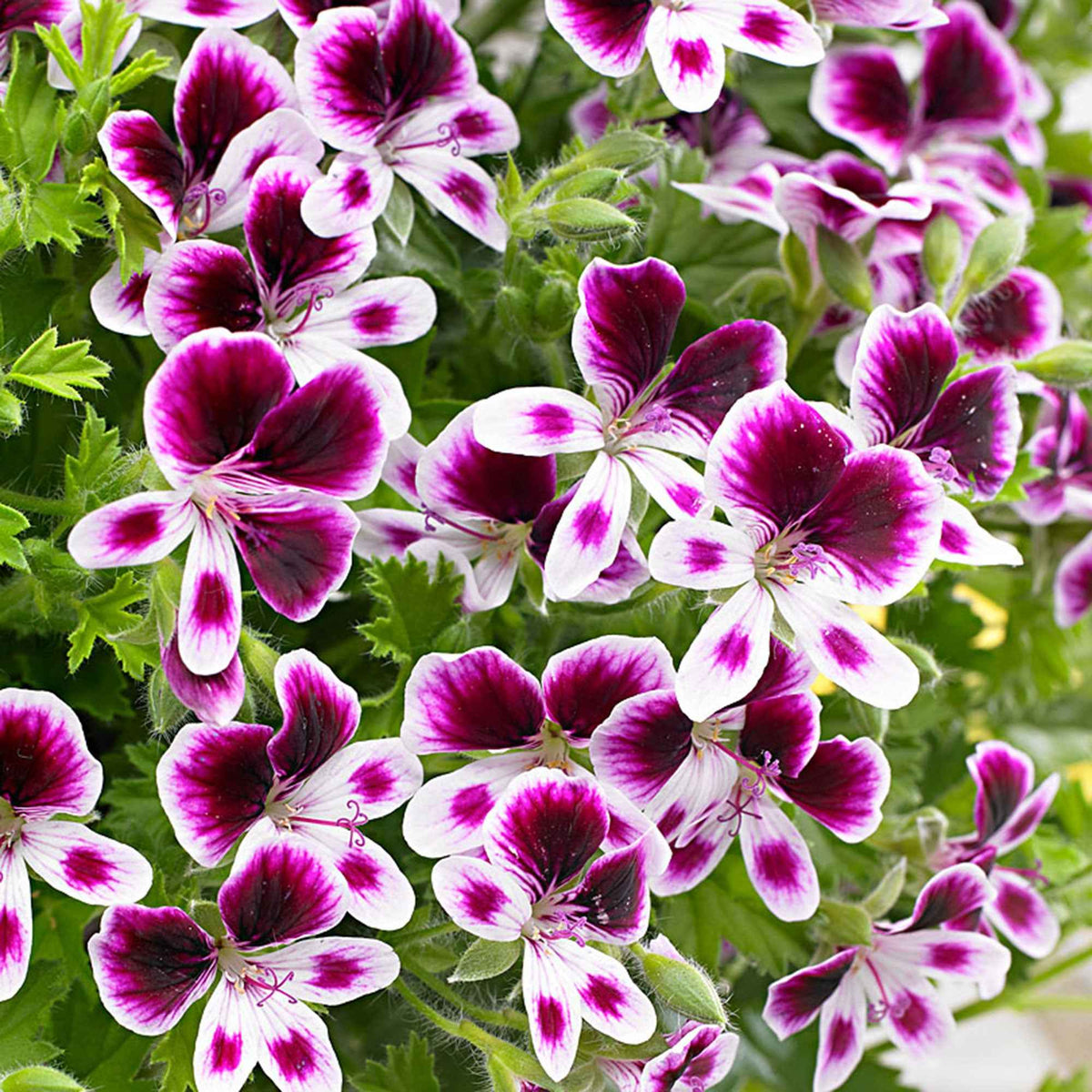 Geranium 'Mosquitaway Eva' (x3) - Pelargonium 'mosquitaway eva' - Bakker