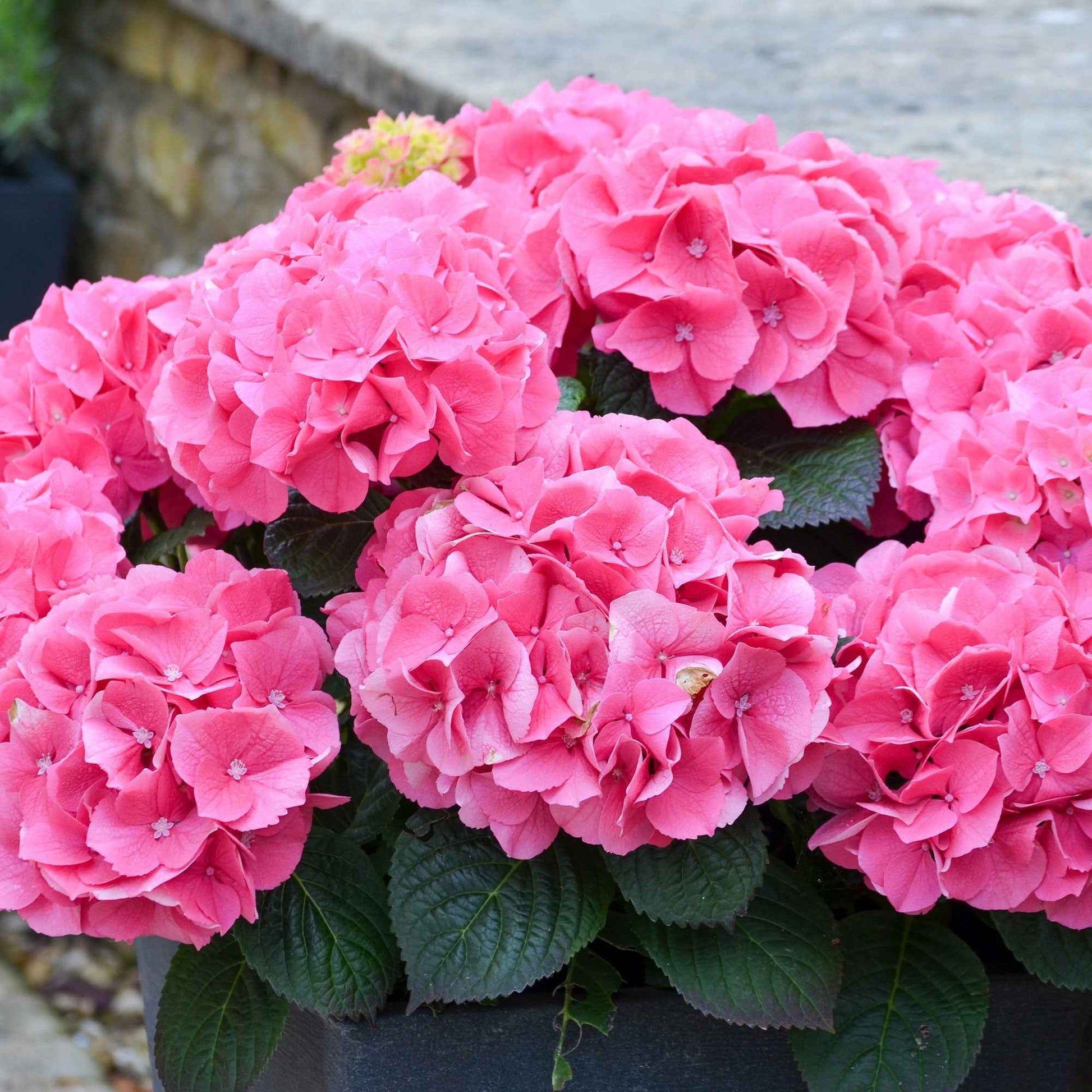 Boerenhortensia 'Rosita' - Hydrangea macrophylla 'rosita' - Bakker