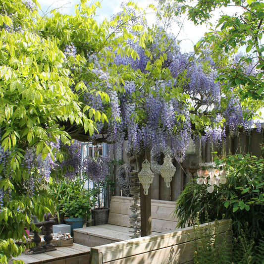 Blauwe regen Wisteria 'Caroline' - Bakker