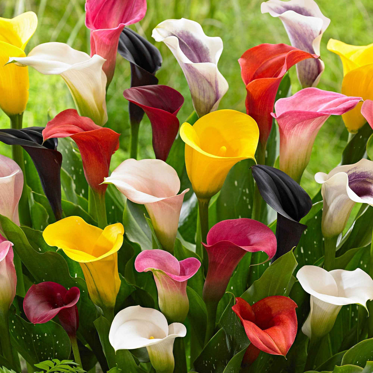 Zantedeschia 'summer time' - Aronskelk - Mix geel + rood + roze (x3) - Aronskelk