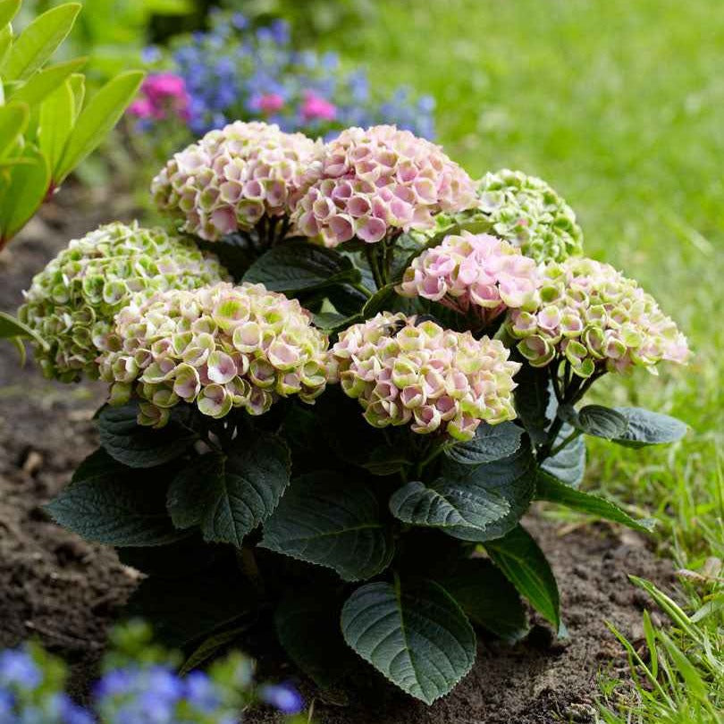 Boerenhortensia 'Revolution Pink' - Hydrangea macrophylla 'revolution pink' - Bakker
