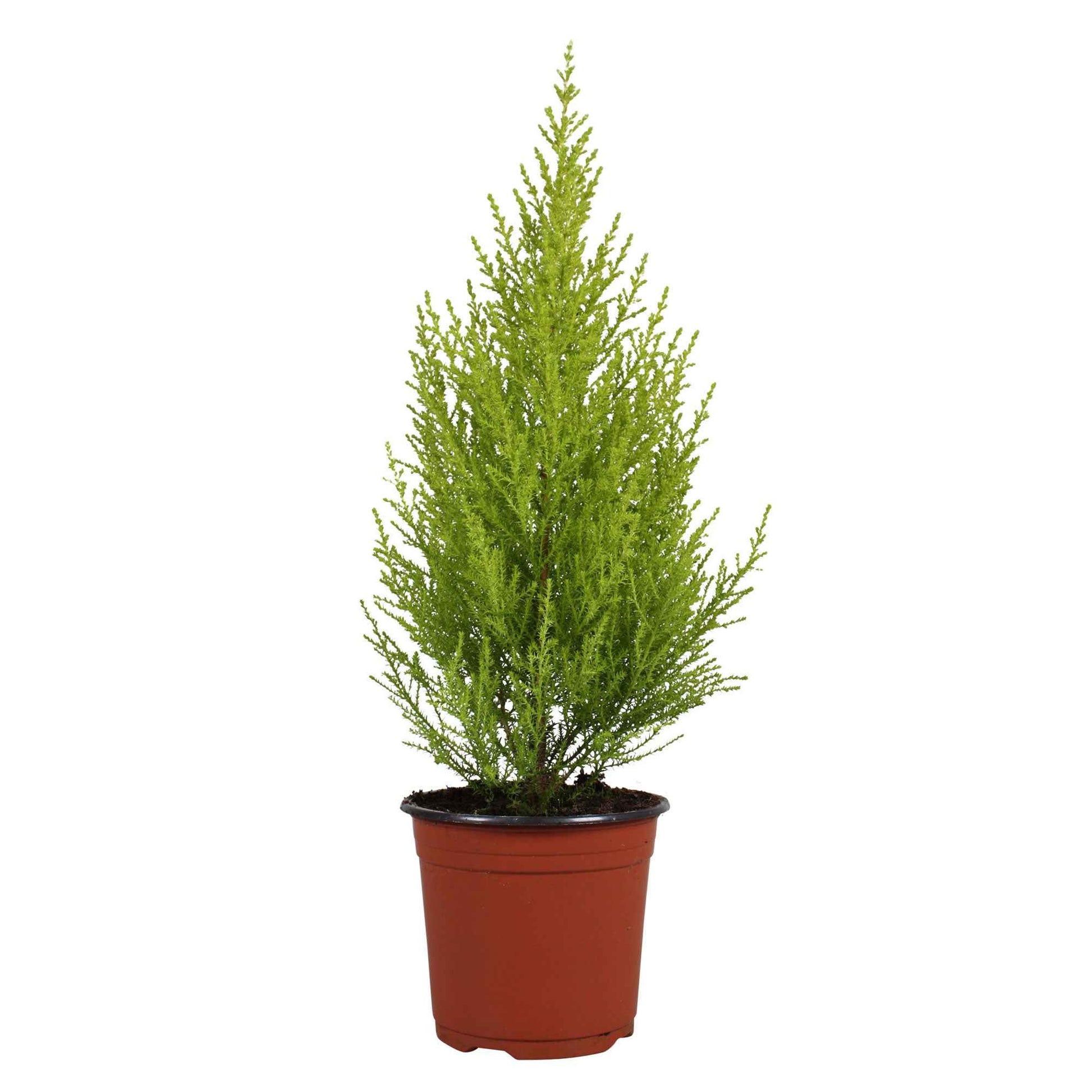Groene kamerplanten voor interieur - Kamerconifeer 'Goldcrest Wilma' - Cupressus macrocarpa Goldcrest Wilma