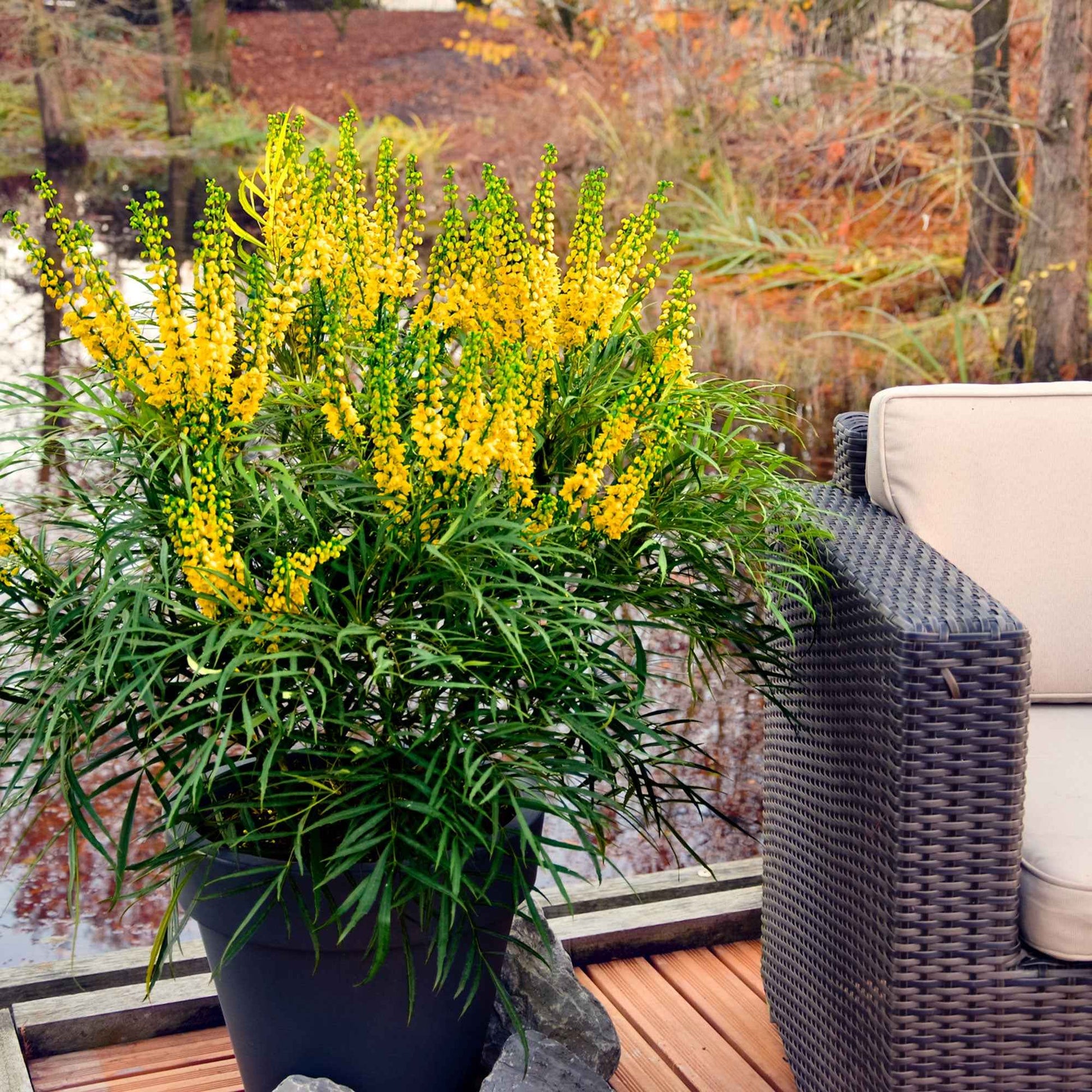 Chinese mahoniestruik 'Soft Caress' - Mahonia eurybracteata 'soft caress' - Bakker