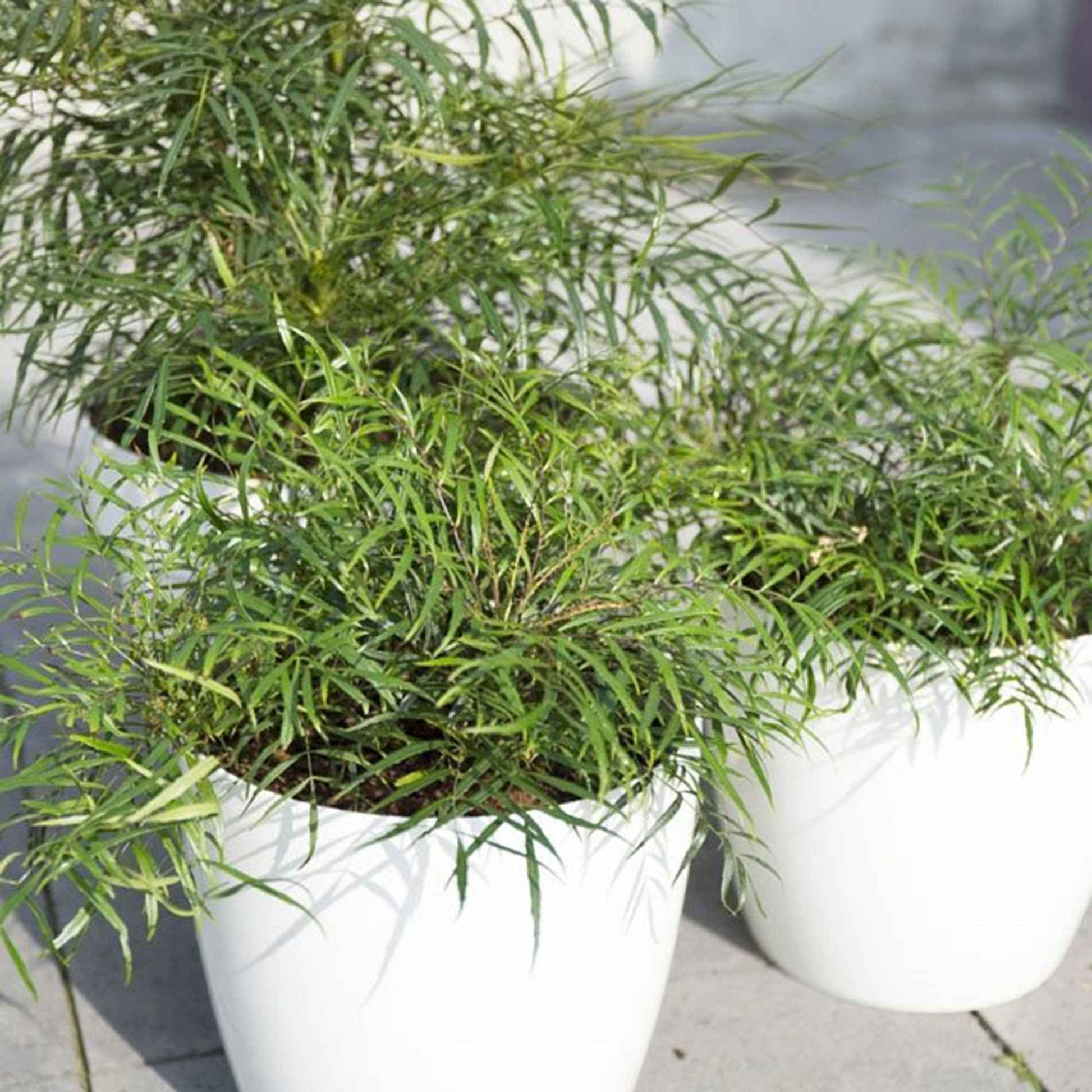 Mahonia eurybracteata 'soft caress' - Chinese mahoniestruik 'Soft Caress' - Bloeiende heesters