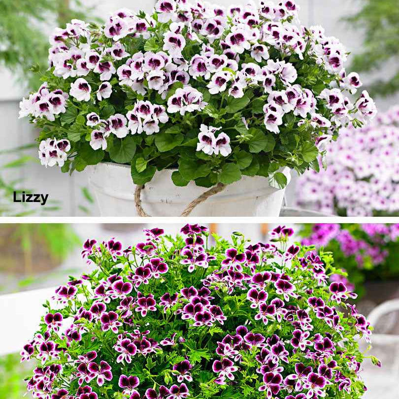 Balkon- en terrasplanten - Geranium - Mix 'Mosquitaway Eva' + 'Mosquitaway Lizzy' (x6) - Pelargonium mosquitaway 'eva', 'lizzy'
