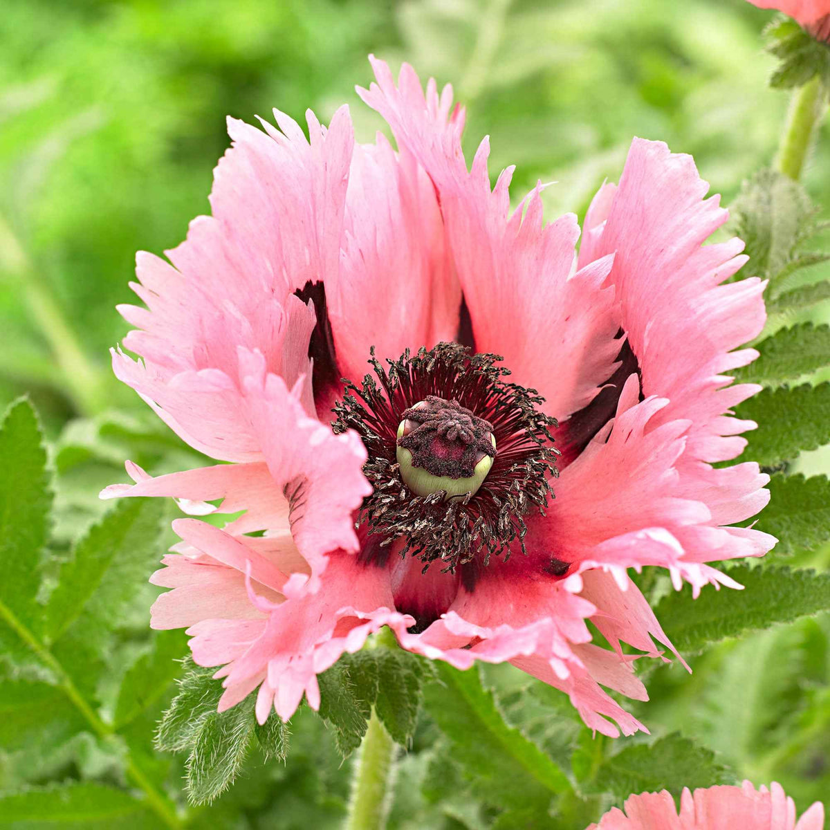 Oosterse klaproos 'Pink Perfection' (x2) - Bakker
