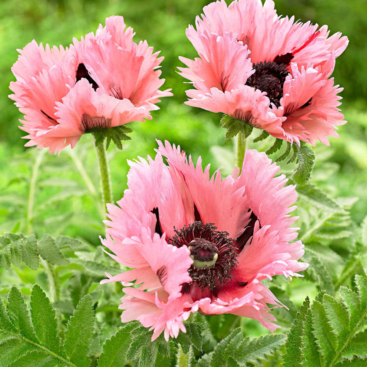 Oosterse klaproos 'Pink Perfection' (x2) - Papaver orientale Pink Perfection - Bakker