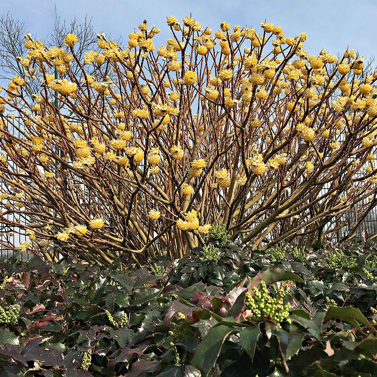 Papierstruik 'Grandiflora' - Edgeworthia chrysantha Grandiflora - Bakker
