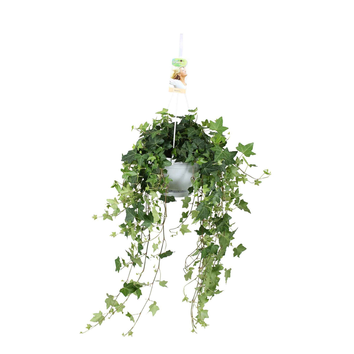 Hedera helix Pittsburgh - Klimop 'Pittsburgh' - Hedera - Klimop