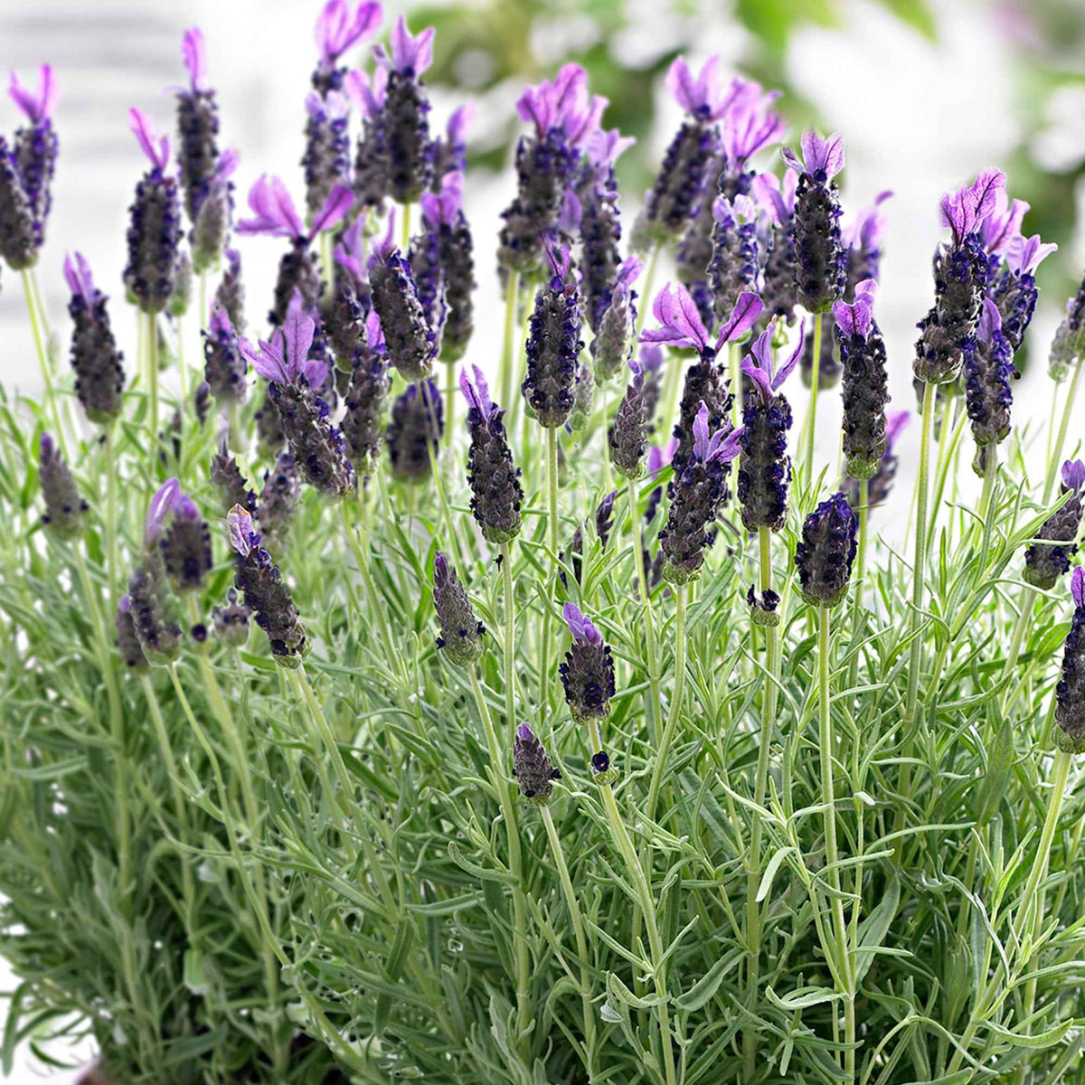 Kuiflavendel 'Anouk' - Lavandula stoechas 'anouk' - Bakker