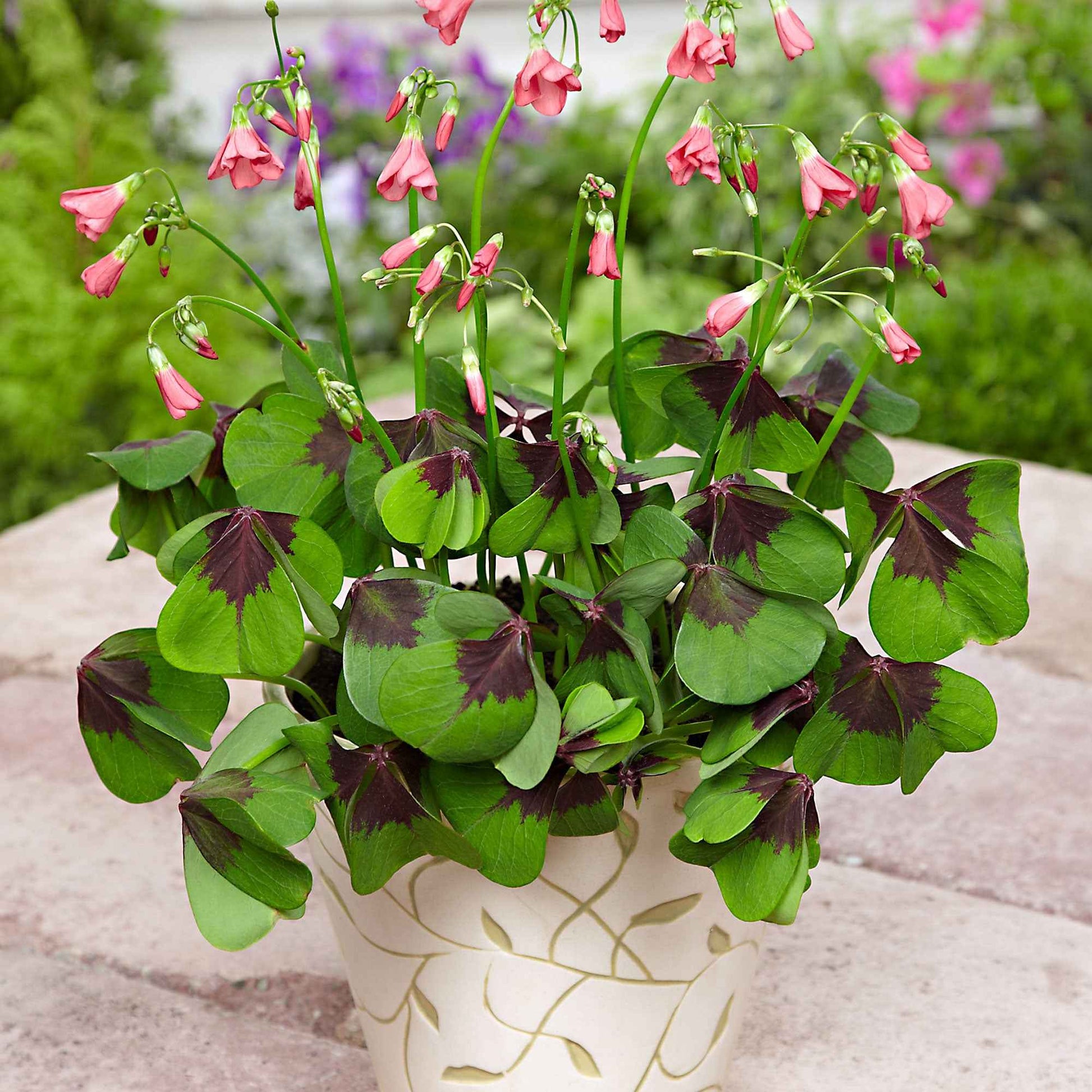 Klaverzuring 'Iron Cross' (x50) - Oxalis deppei 'iron cross' - Bakker